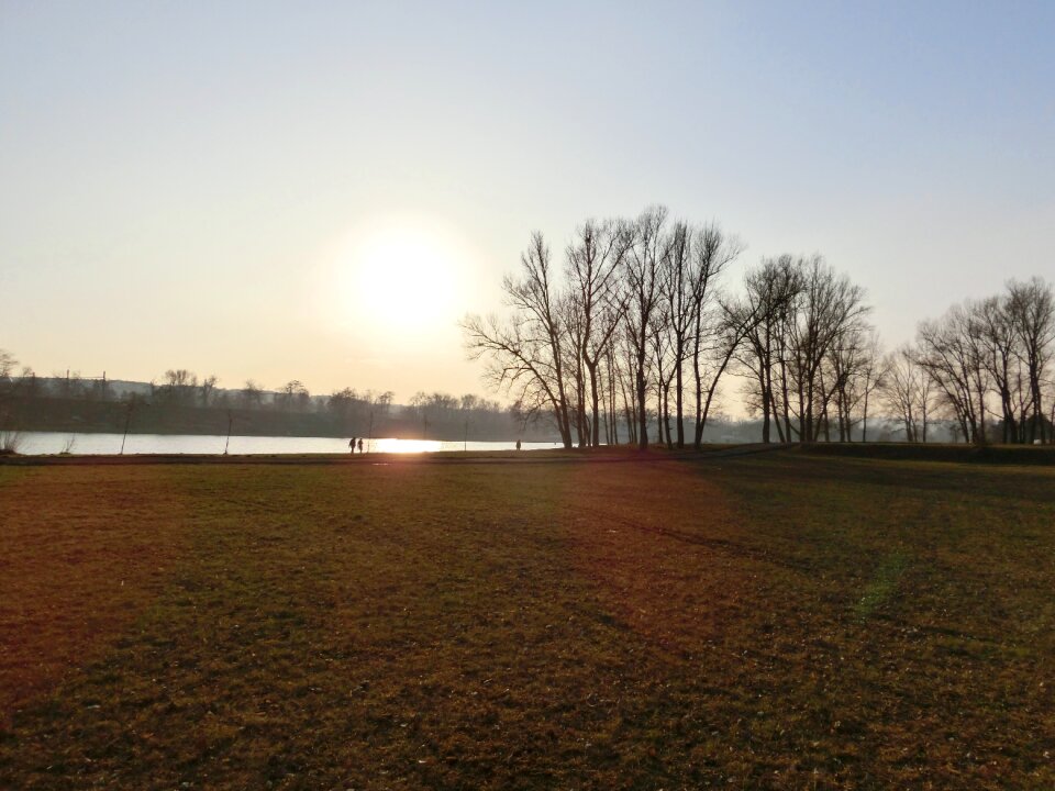 Trees backlighting landscape