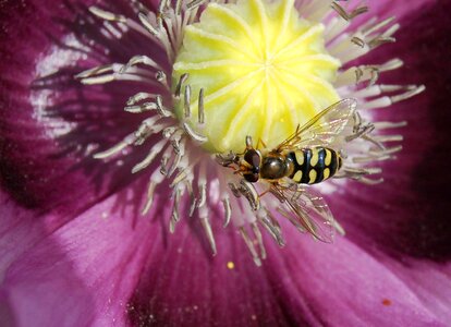 Hoverfly pollen wings