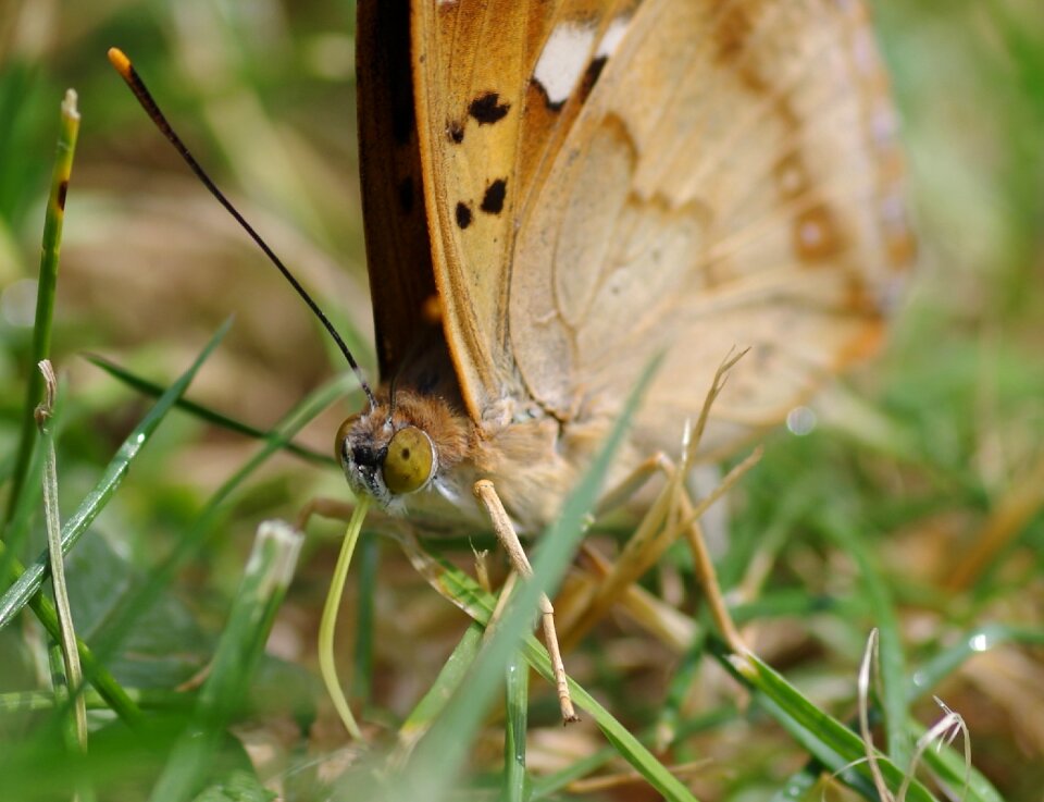 Garden insect rarely