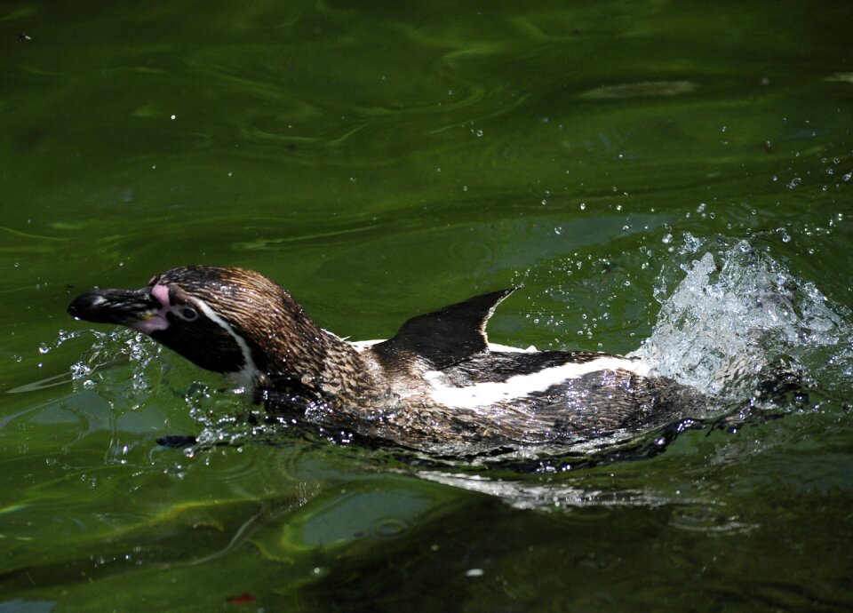 Water bird swim water