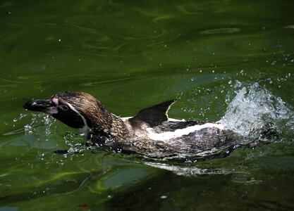 Water bird swim water