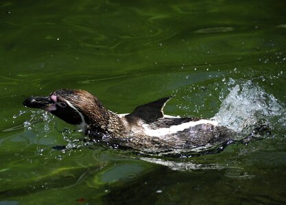 Water bird swim water photo