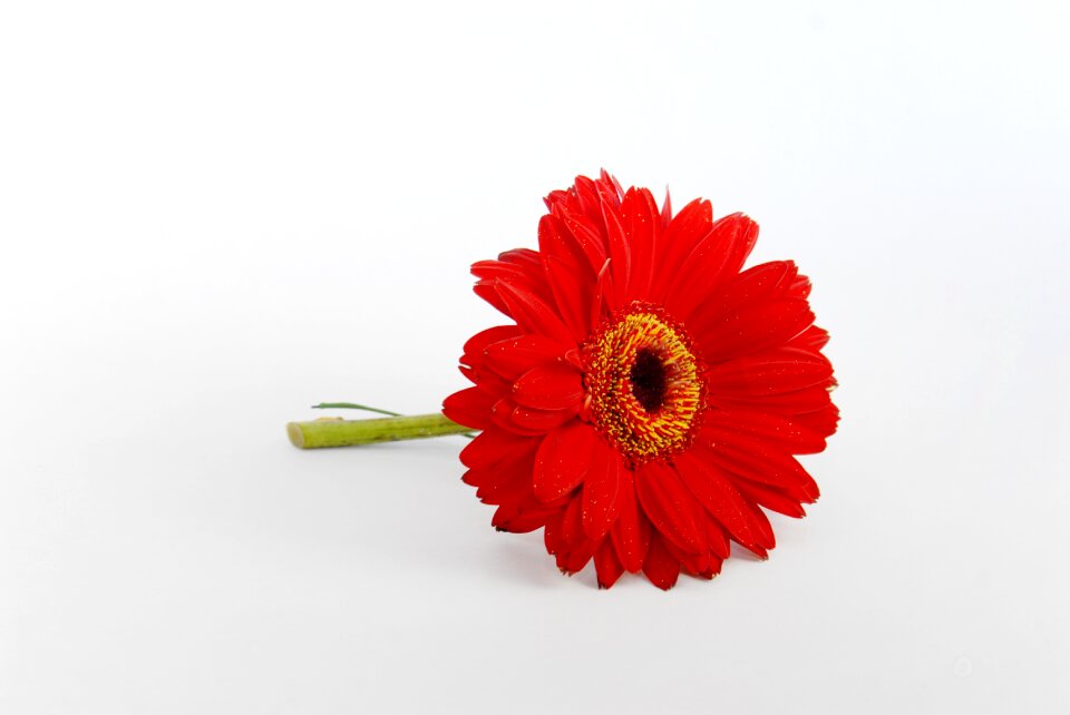 Red floral