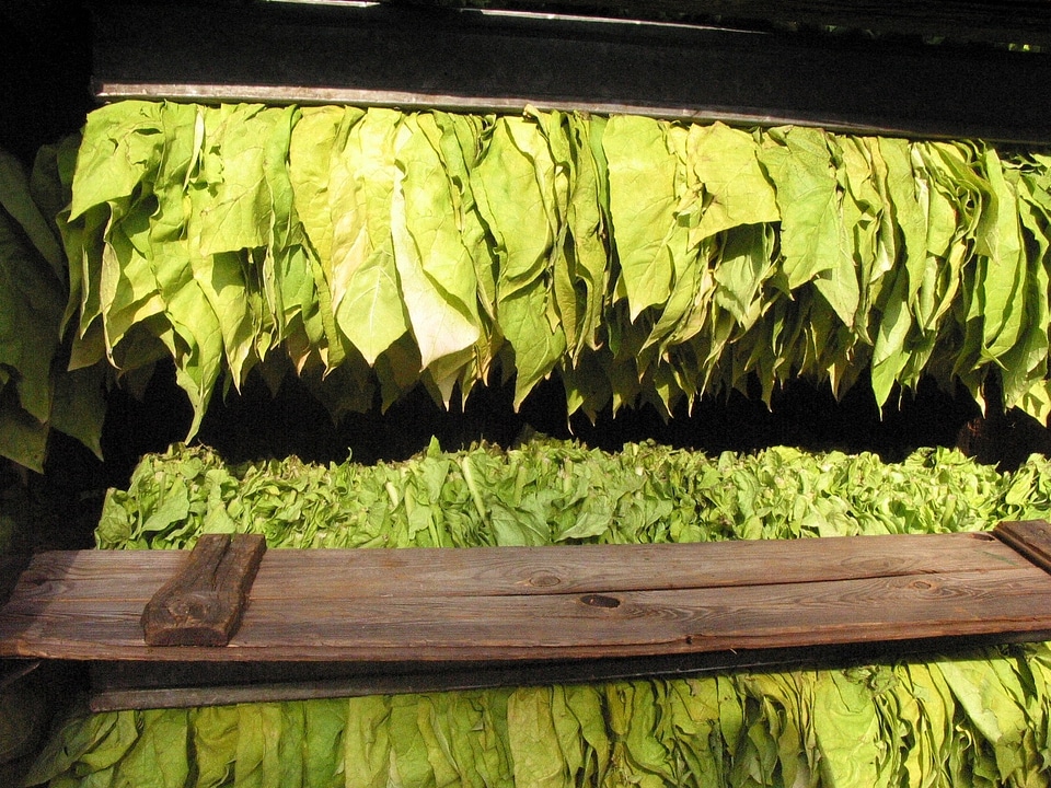 Tobacco leaves tobacco serious read