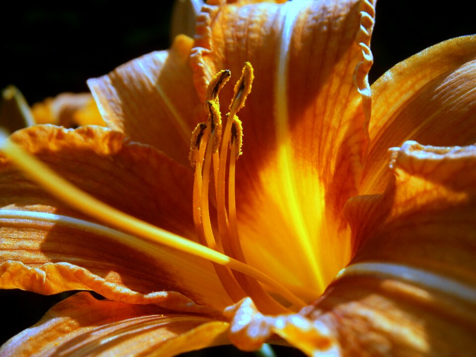 Blossom bloom flower