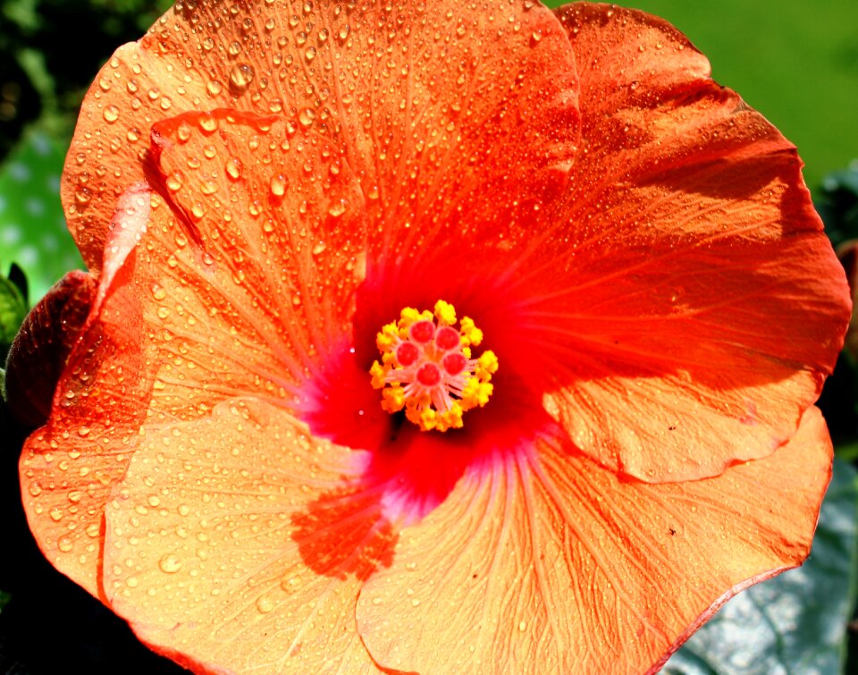 Hibiscus shrub plant stamp
