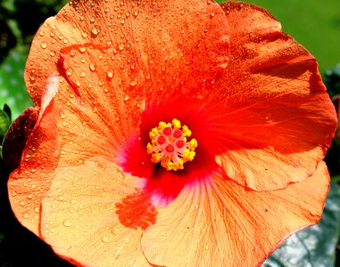 Hibiscus shrub plant stamp