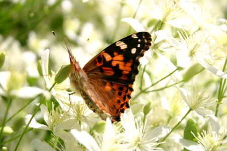 Macro nature floral