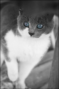 Grey white blue photo