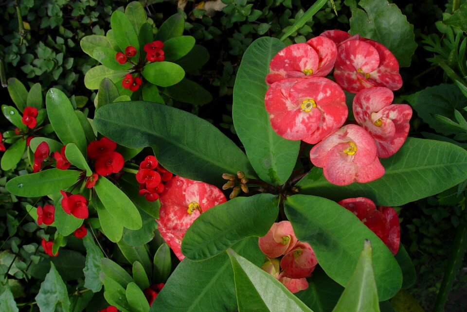 Plant flowers euphorbia