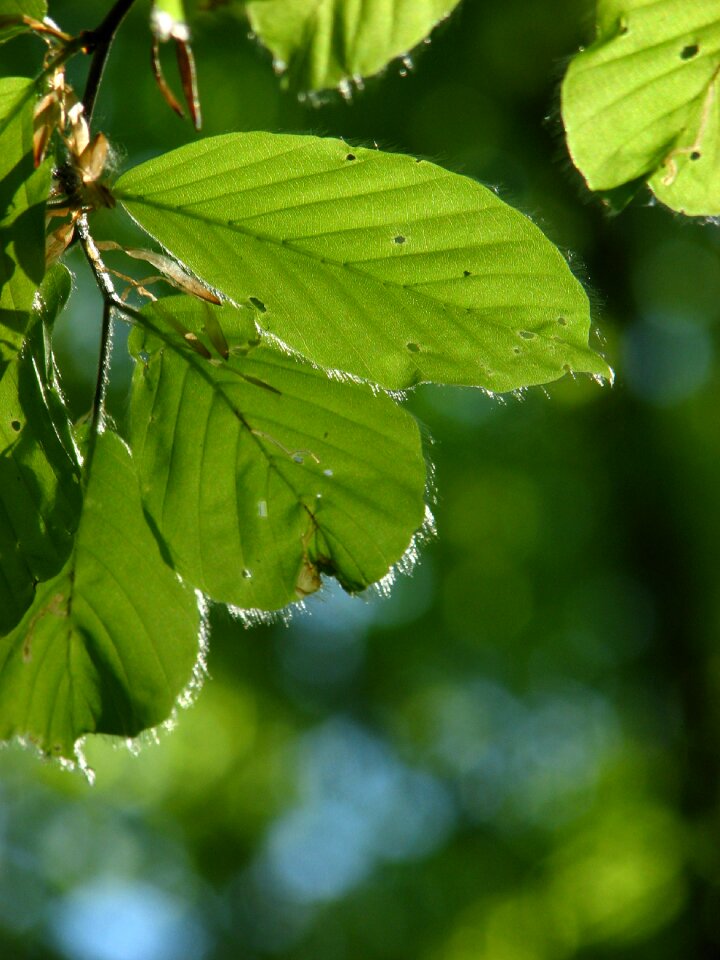 Forest spring green
