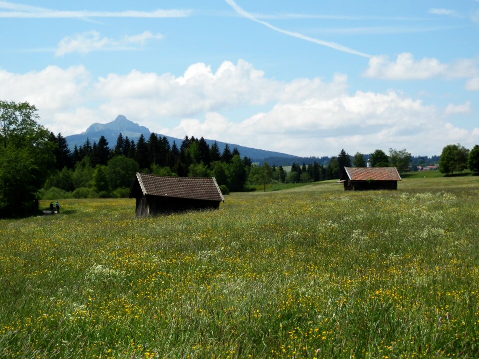 Panorama mountains flowers