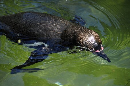 Water bird swim water photo