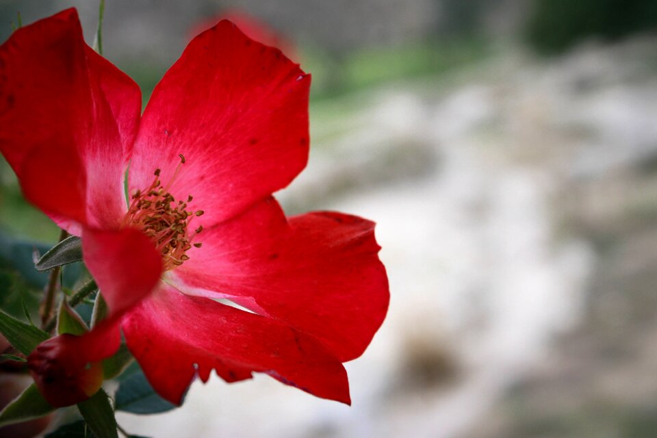 Romantic nature love
