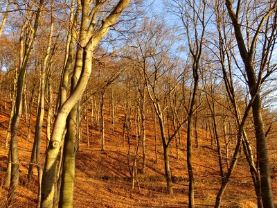 Forest trees autumn