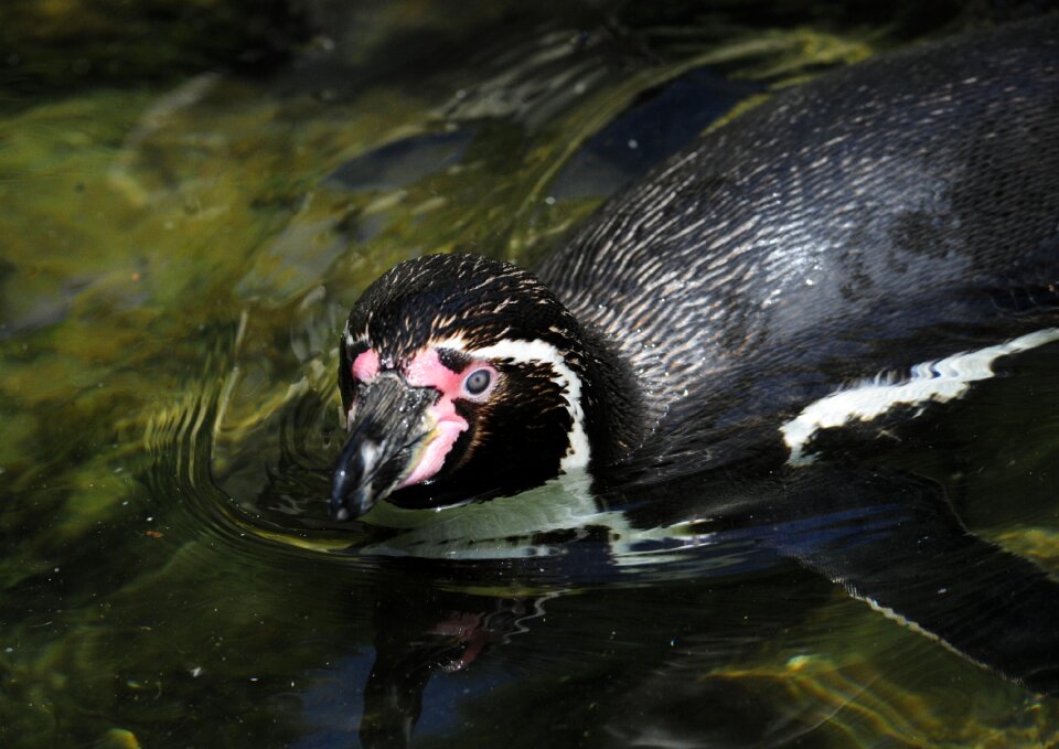 Water bird swim water