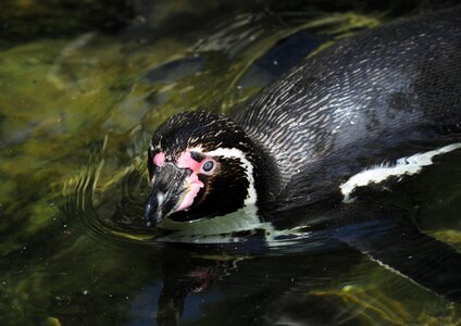 Water bird swim water