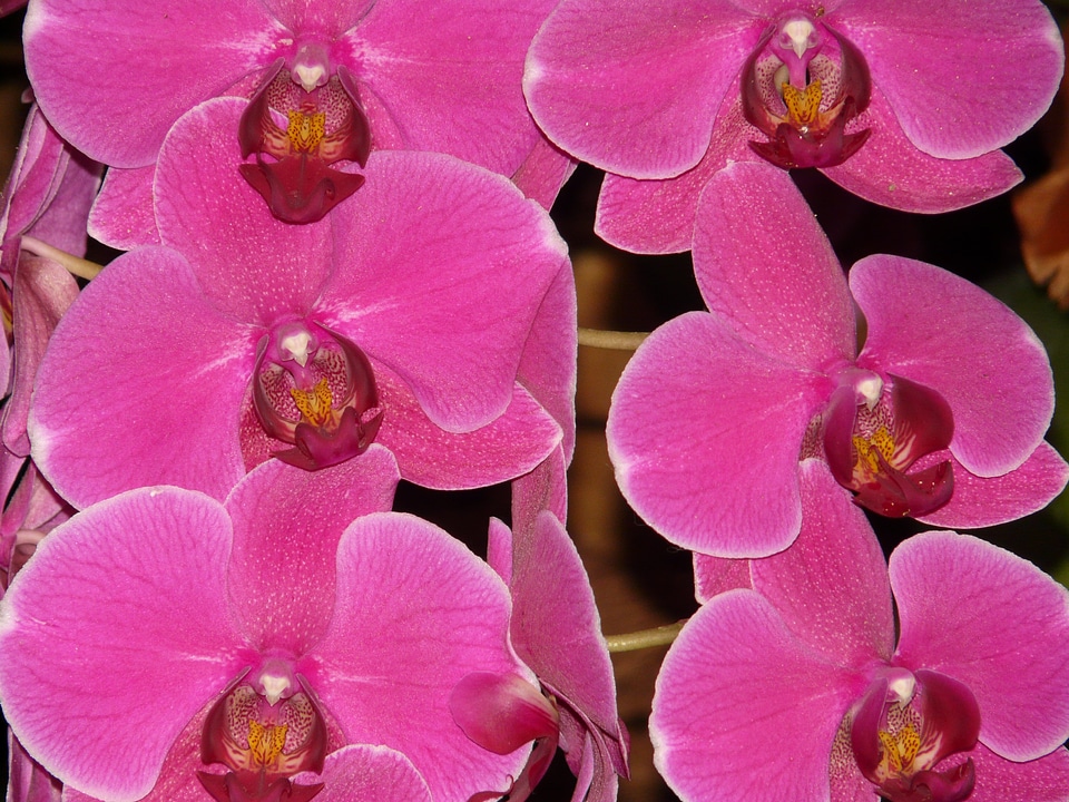 Orchidaceae tropical orchid tropical