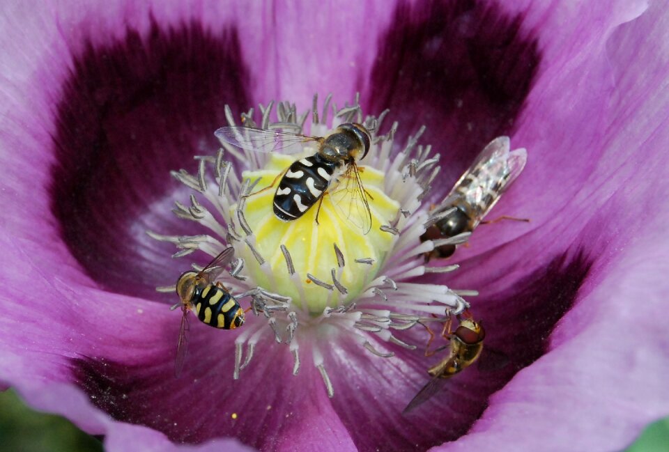 Hoverfly pollen wings