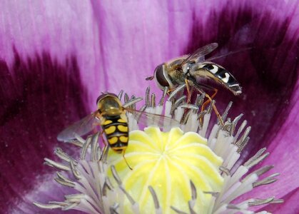 Hoverfly pollen wings