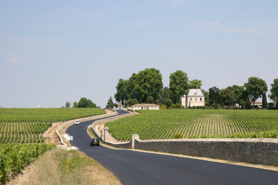 Vineyard countryside plantation