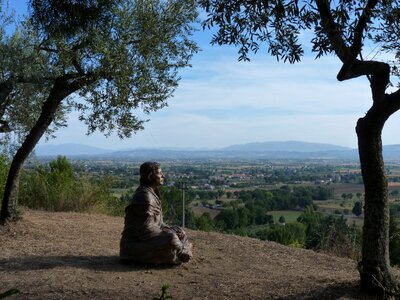 Olive tree landscape view