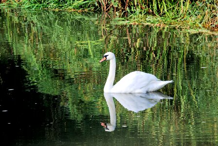 Reflection water plumage