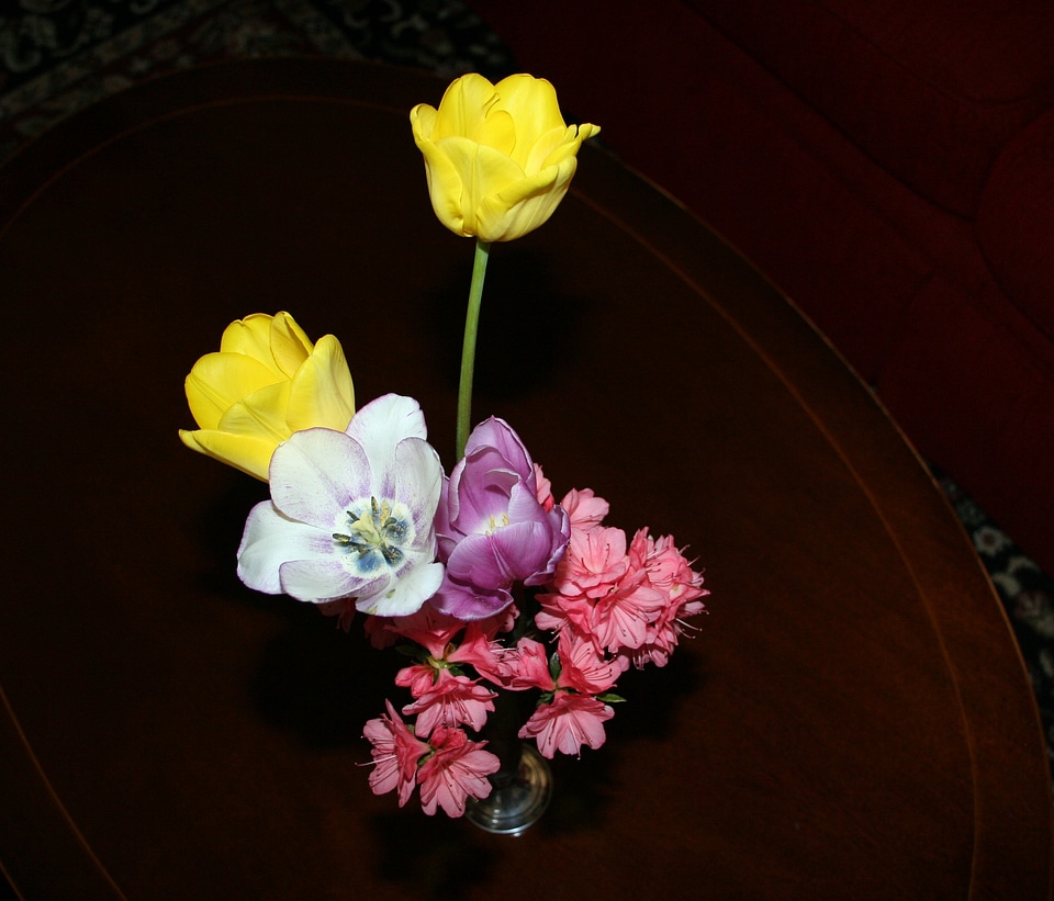 Blossom bloom petals