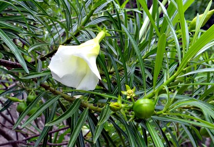 Fruit white apocynaceae