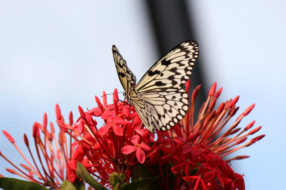 Flower insect