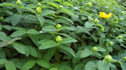 Raindrop green garden