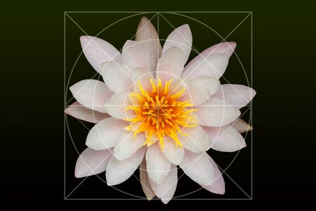 Aquatic plants petals white