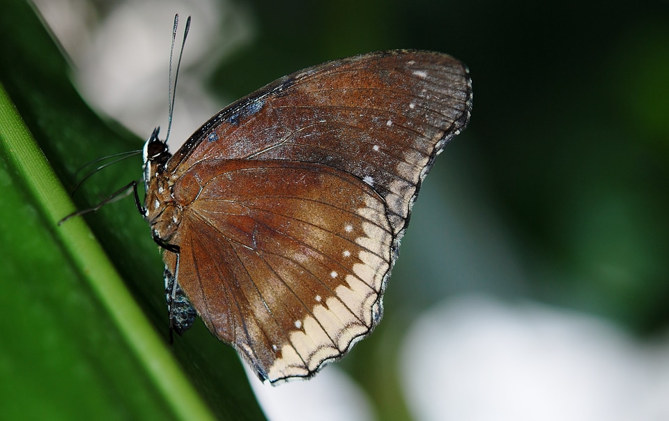 Insect nature wing