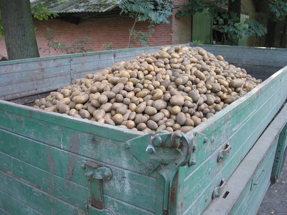 Potato harvest agriculture tractors