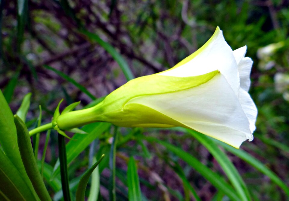 White apocynaceae thevetia neriifolia