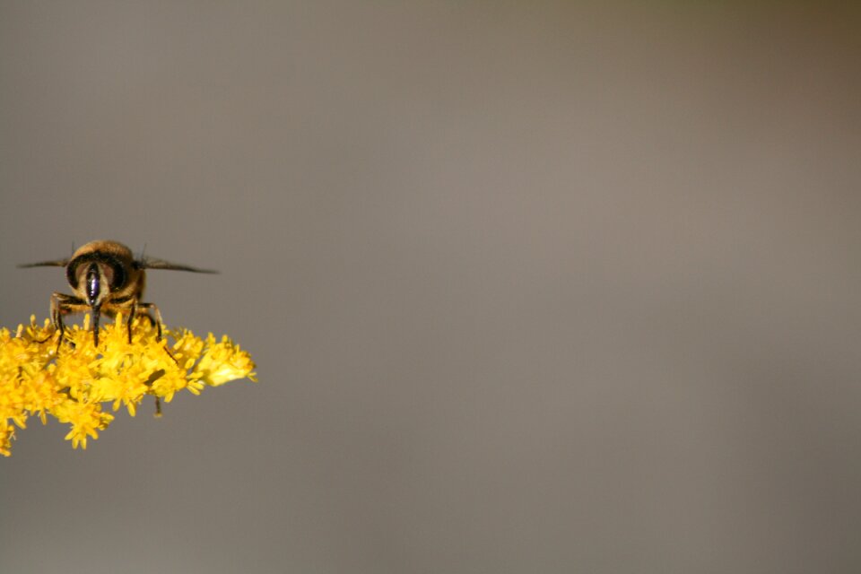 Hover fly nature insect