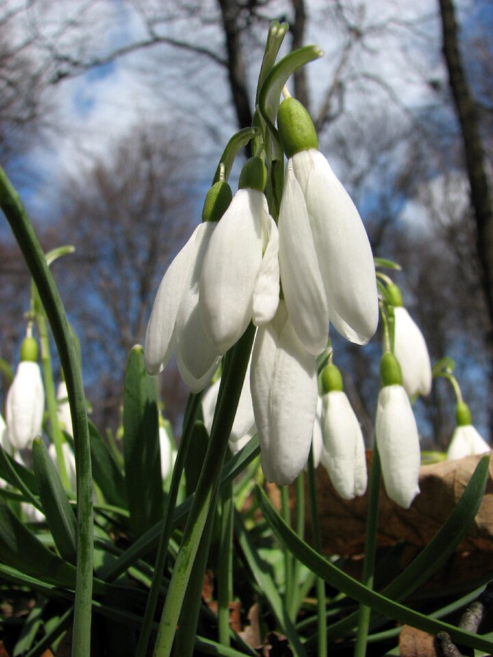 Spring flowers nature floral