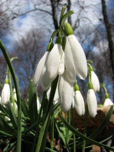Spring flowers nature floral