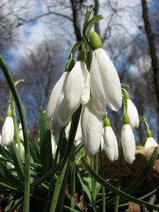 Spring flowers nature floral photo