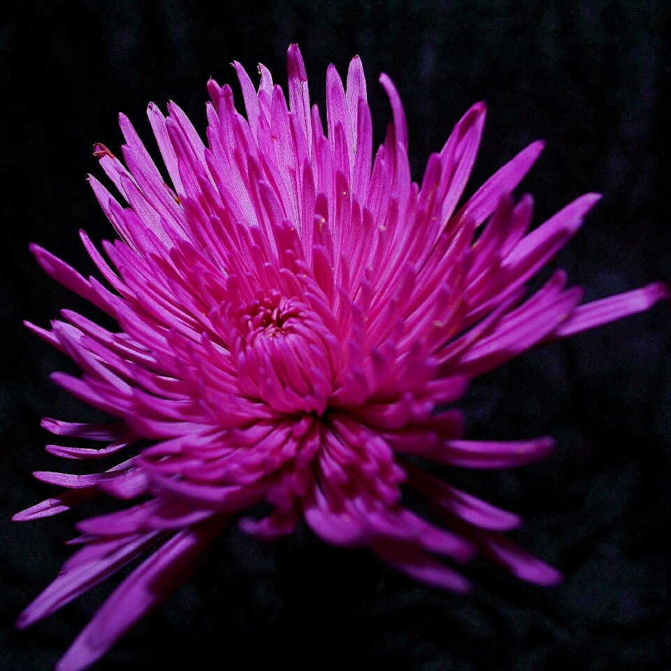 Floral blossom beautiful
