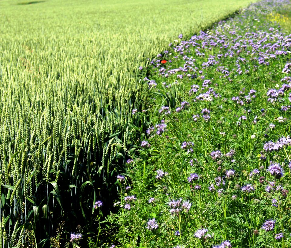 Cereals field of flowers border photo