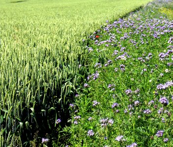 Cereals field of flowers border