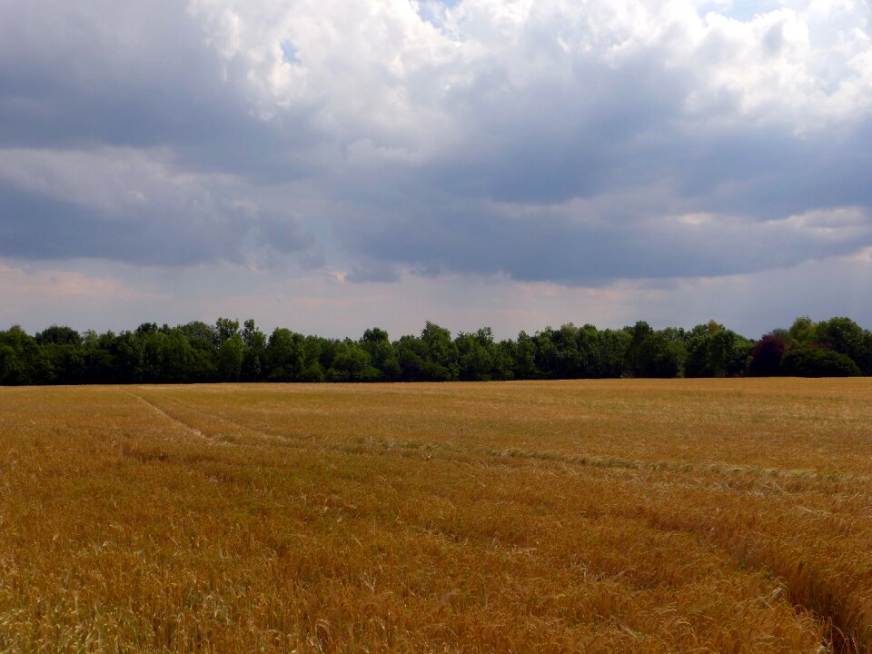 Cornfield clouds landscape
