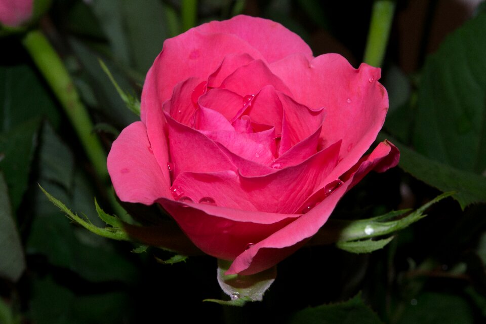 Romantic petal love