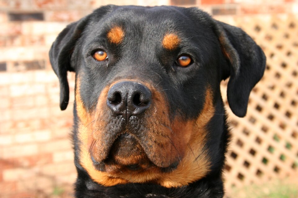 Canine domestic breed