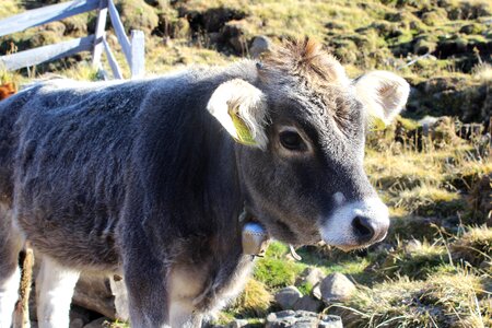 Grey cowboy animal photo