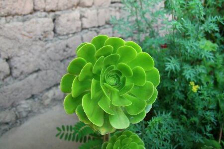 Green succulent plant thick sheet greenhouse photo