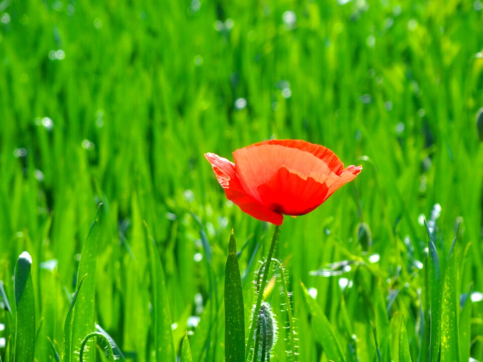Field summer plant