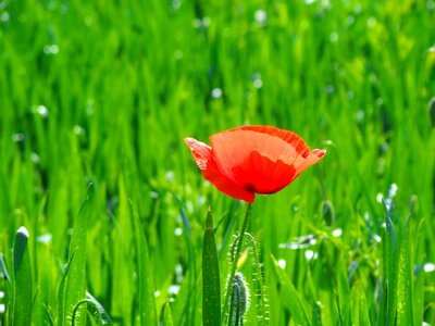 Field summer plant