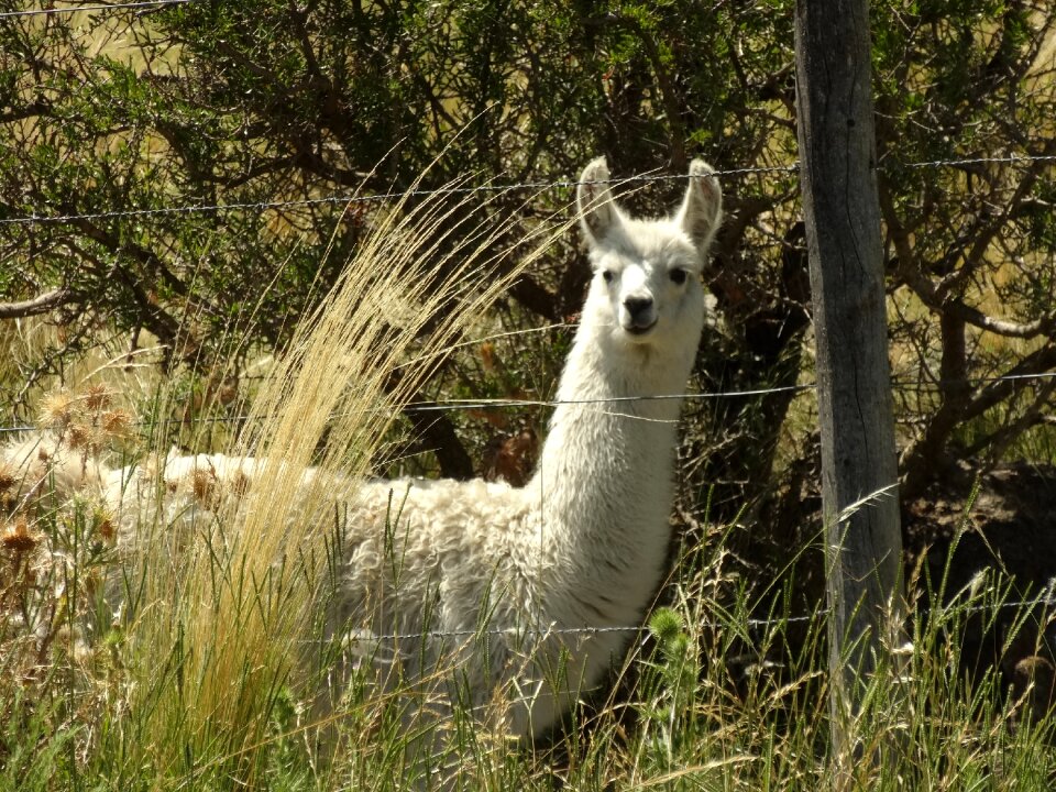 Animal nature mammal